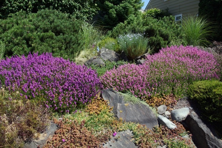 Creating a Drought Tolerant Garden Part Two