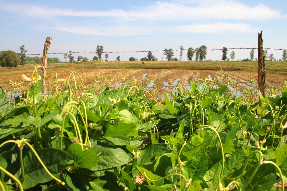 Cover Crops: What Are They And Why Are They Important?