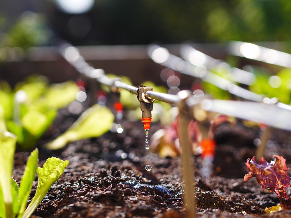 6 Ways to Smartly Water your Garden