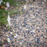 Concrete with small stones and daisies on the side.