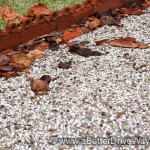 Exposed aggregate can have warm overtones such as this. A wonderful winter time feel. Pebble path with a scalloped red-brick border and scattered brown leaves.